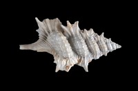 藏品(小翼法螺)的圖片